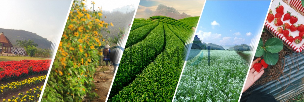 Cảnh đẹp Mộc Châu