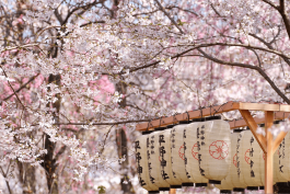 Thưởng ngoạn mùa hoa Anh đào Nhật Bản