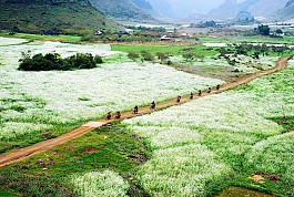 Tinh khôi mùa hoa Cải trắng trên cao nguyên Mộc Châu