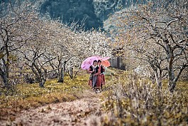 Vẻ đẹp những mùa hoa trên cao nguyên Mộc Châu