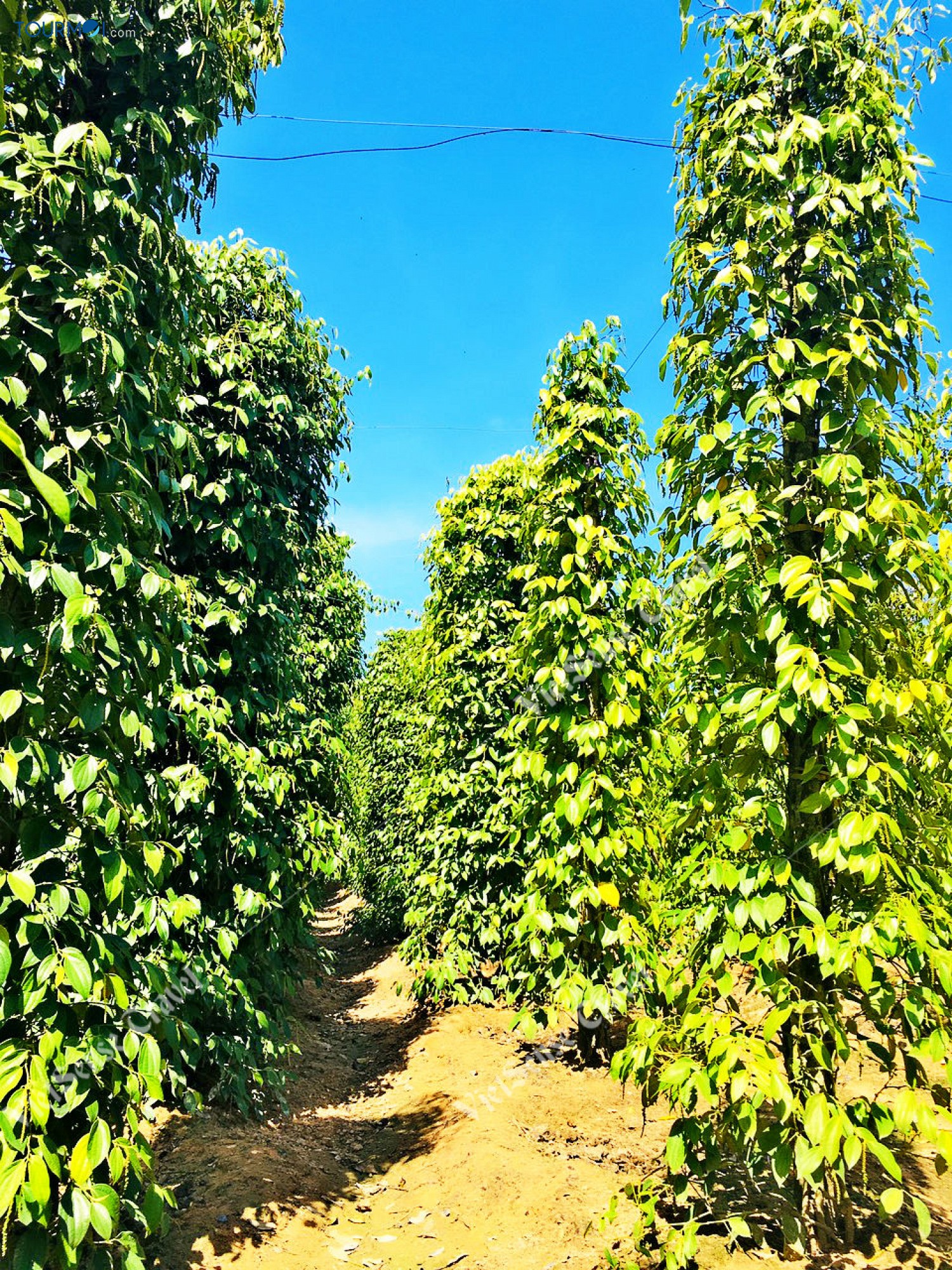 7 Đặc sản lừng danh Phú Quốc - Ảnh 2