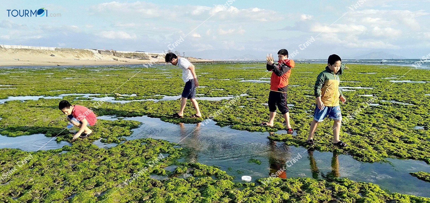 Đẹp mê hồn CÁNH ĐỒNG RONG BIỂN NINH THUẬN - Ảnh 4
