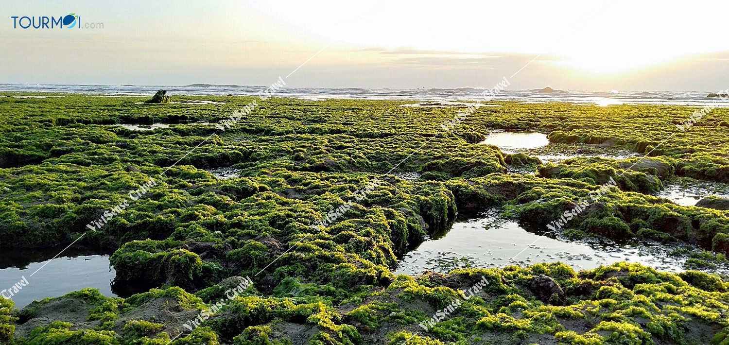 Đẹp mê hồn CÁNH ĐỒNG RONG BIỂN NINH THUẬN - Ảnh 3