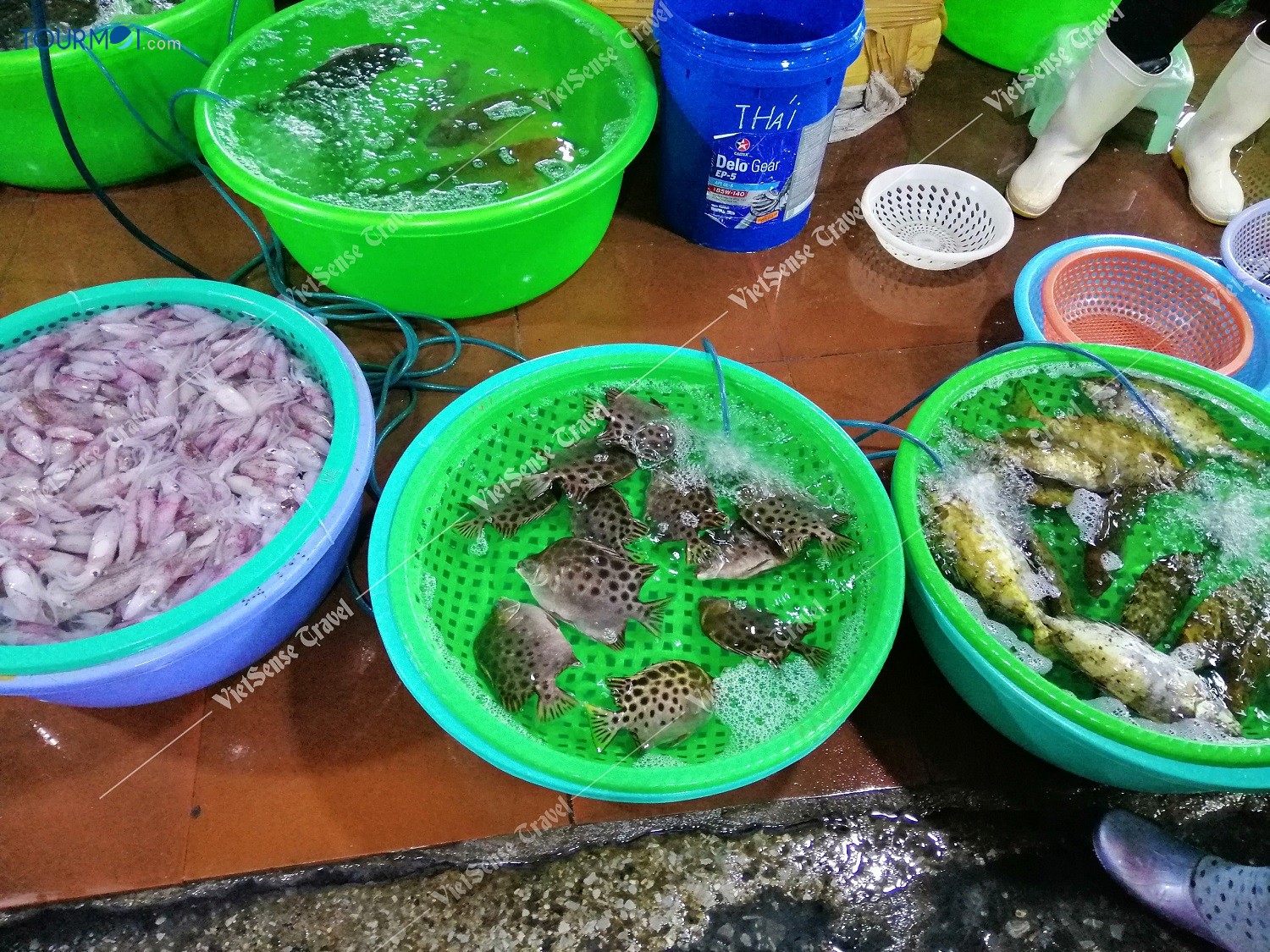 Hoang sơ Biển Đảo Cô Tô - Ảnh 8