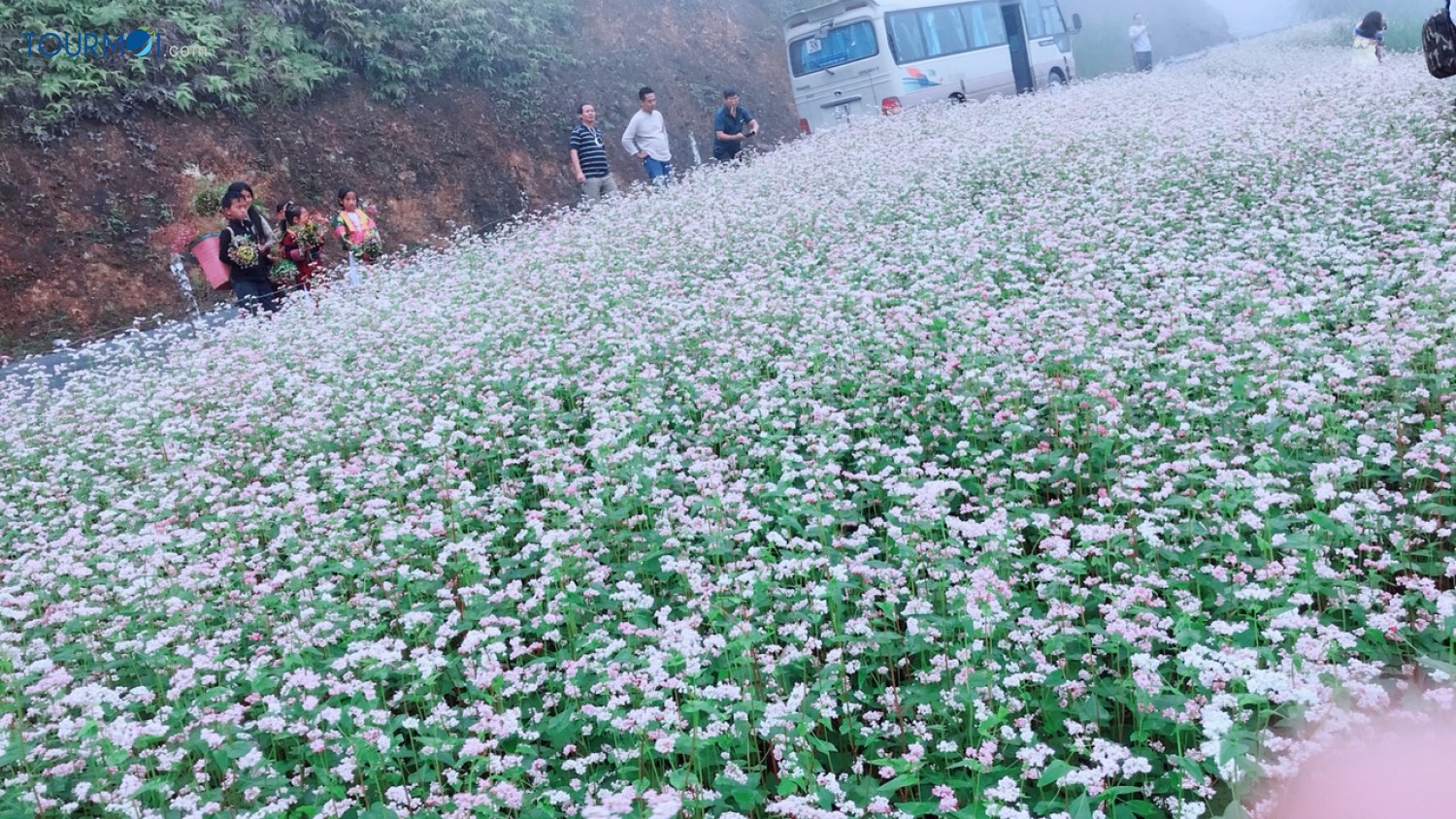 Kỳ diệu Tam giác mạch Hà Giang mùa hoa nở trên đá - Ảnh 5