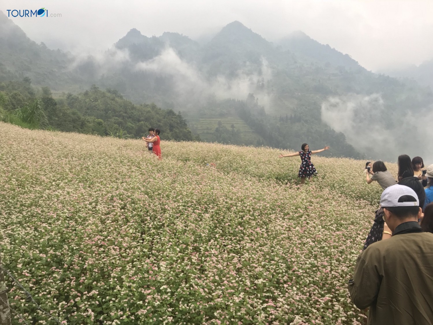 Kỳ diệu Tam giác mạch Hà Giang mùa hoa nở trên đá - Ảnh 4