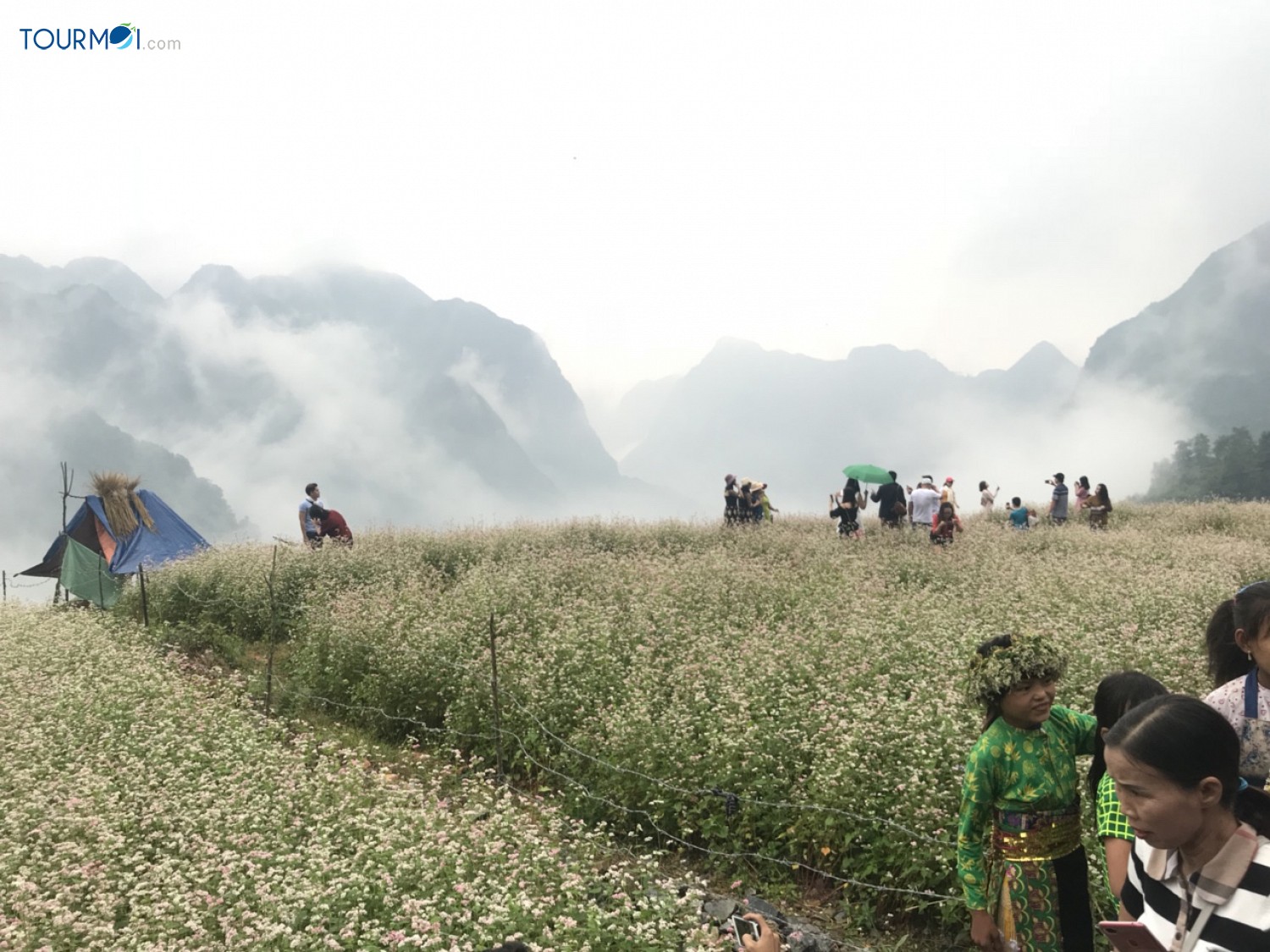 Kỳ diệu Tam giác mạch Hà Giang mùa hoa nở trên đá - Ảnh 3