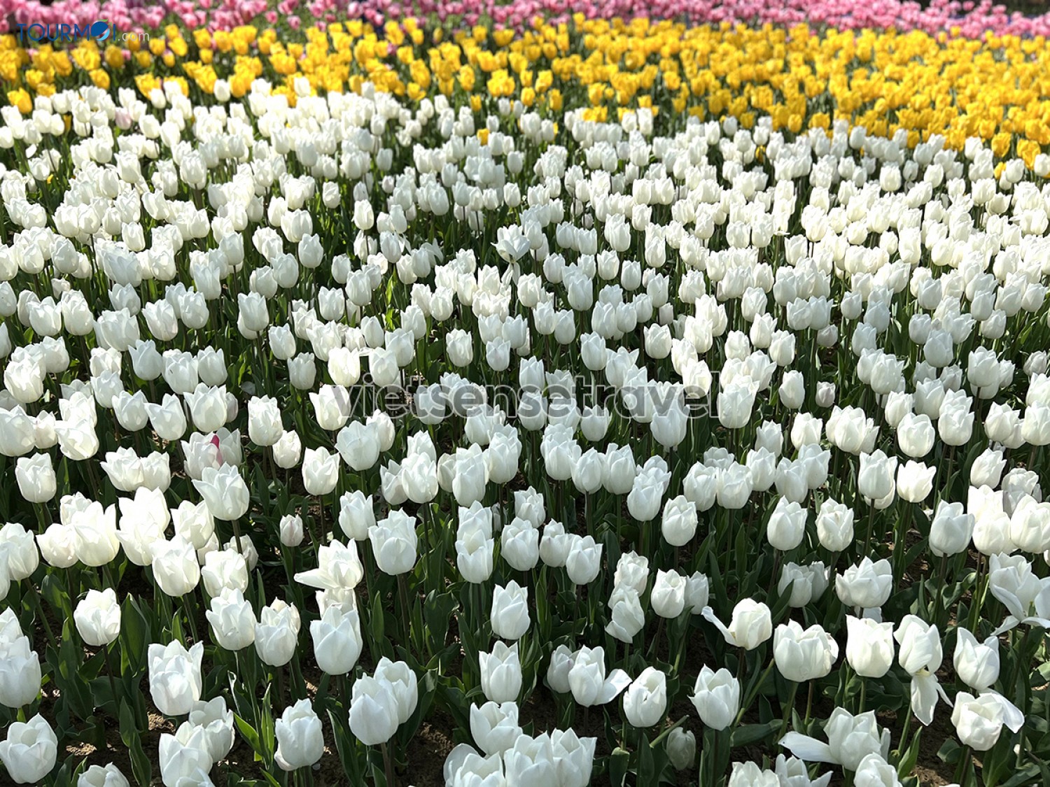 Toàn cảnh Lễ hội hoa Tulip Istanbul Thổ Nhĩ Kỳ rực rỡ sắc màu - Ảnh 8