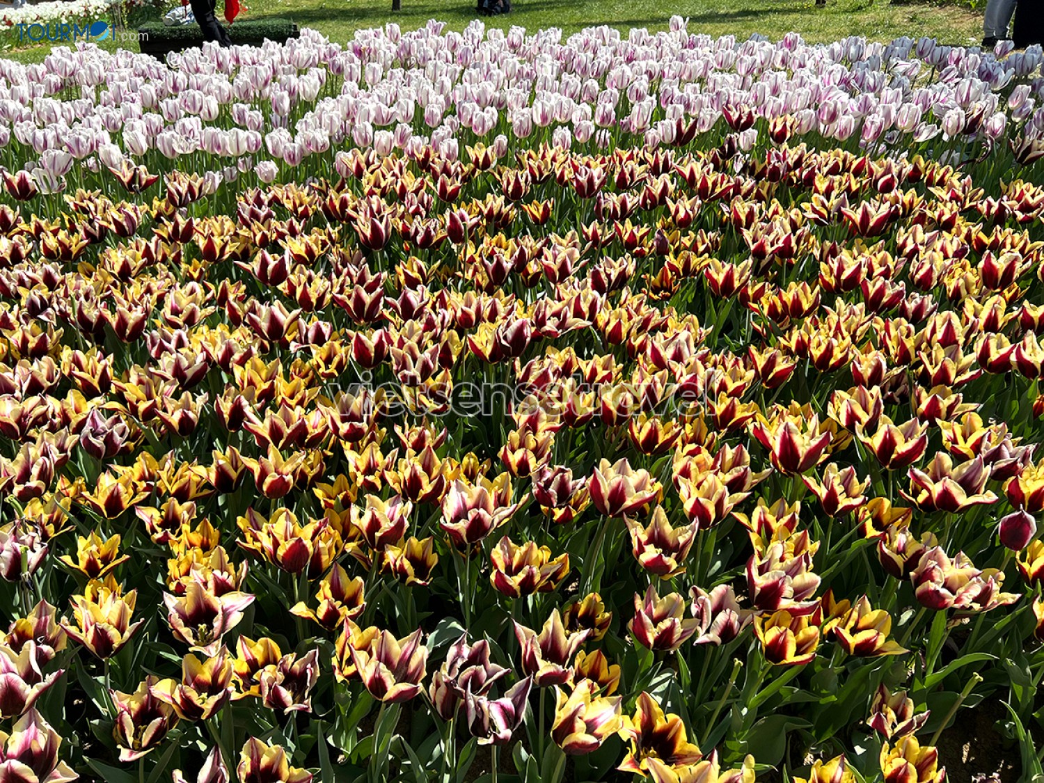 Toàn cảnh Lễ hội hoa Tulip Istanbul Thổ Nhĩ Kỳ rực rỡ sắc màu - Ảnh 11