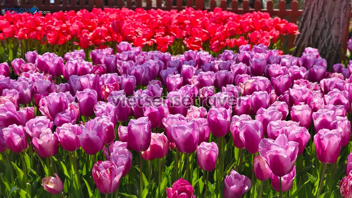 Toàn cảnh Lễ hội hoa Tulip Istanbul Thổ Nhĩ Kỳ rực rỡ sắc màu - Ảnh 10