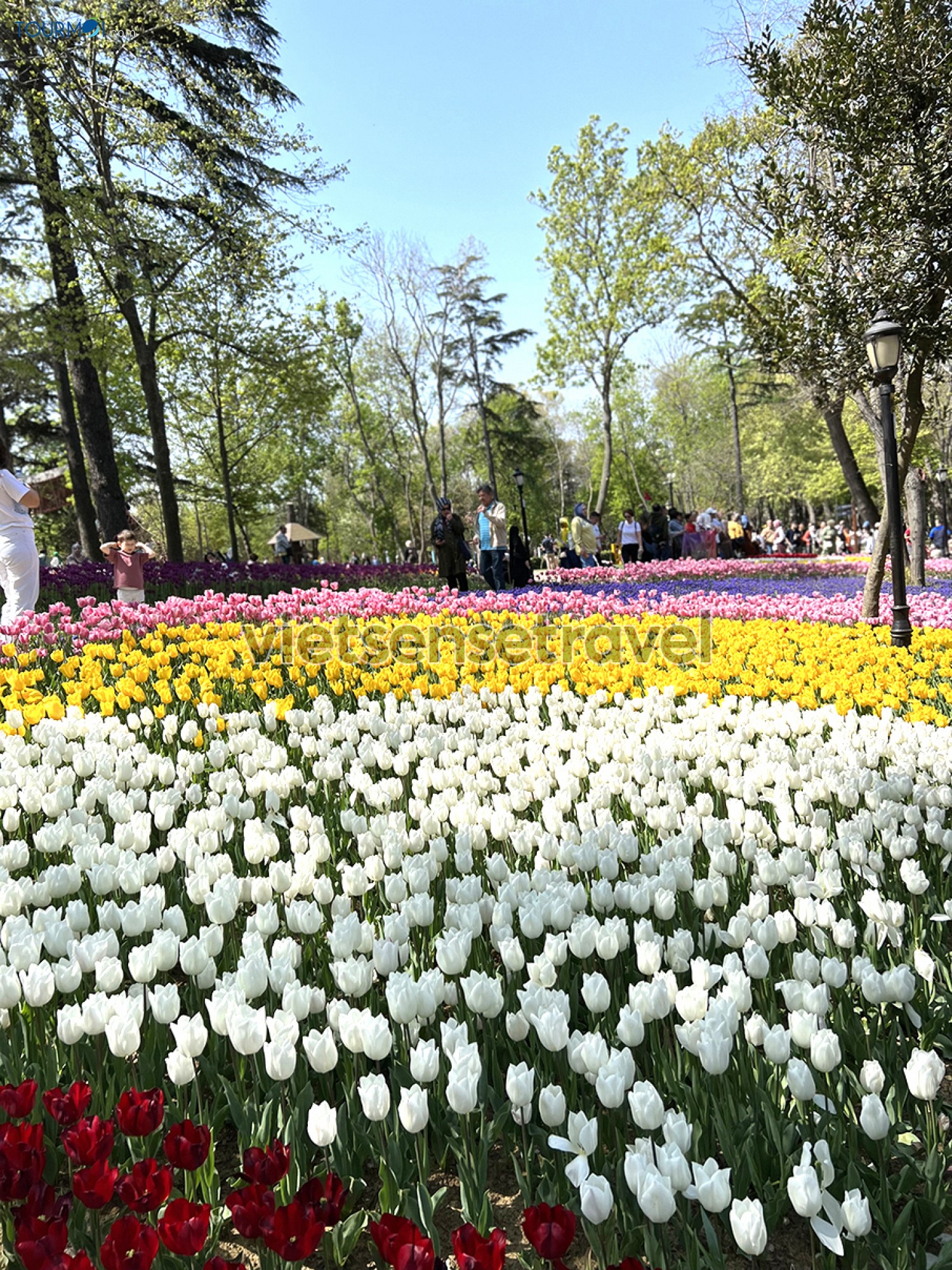 Toàn cảnh Lễ hội hoa Tulip Istanbul Thổ Nhĩ Kỳ rực rỡ sắc màu - Ảnh 1
