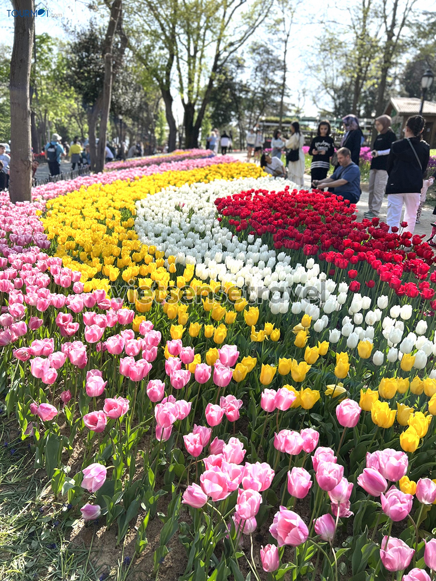 Toàn cảnh Lễ hội hoa Tulip Istanbul Thổ Nhĩ Kỳ rực rỡ sắc màu - Ảnh 9