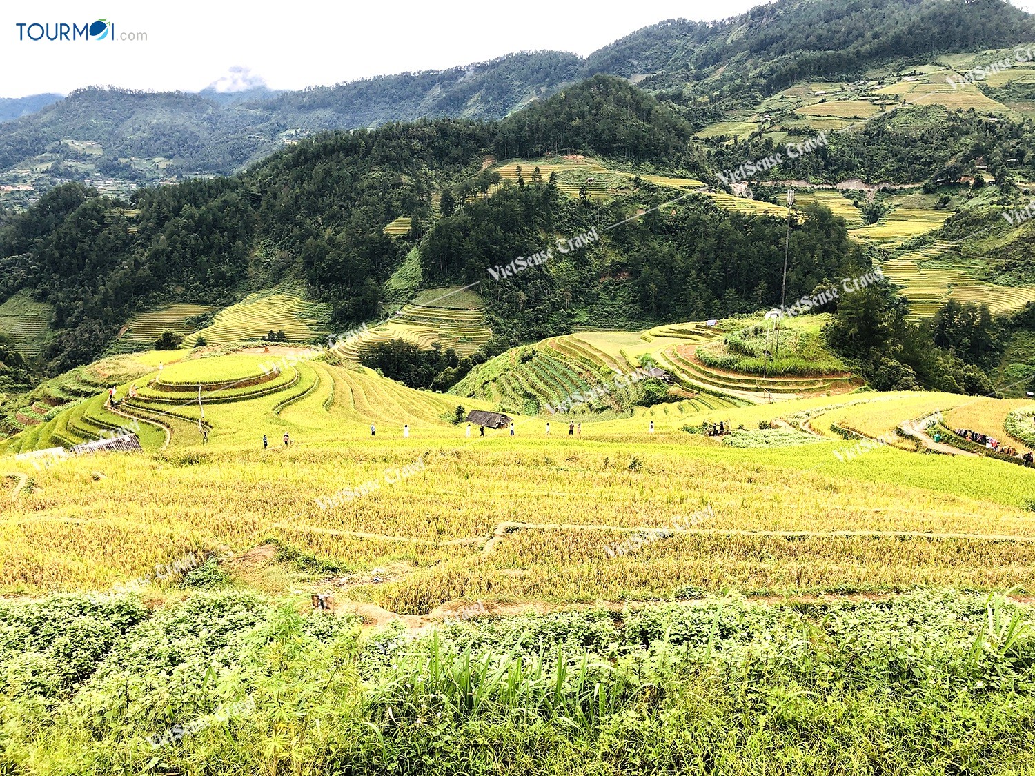 Mùa lúa chín Mù Cang Chải - Ảnh 6