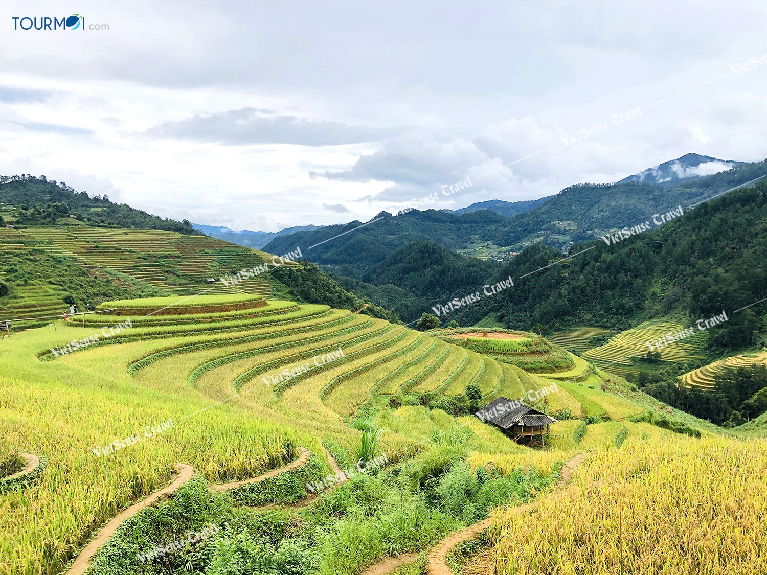 Mùa lúa chín Mù Cang Chải - Ảnh 5