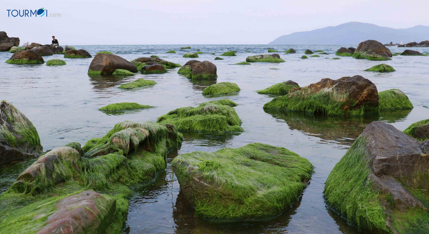 Mùa Rêu Xanh Lại Về Bên Rạn Nam Ô Đà Nẵng - Ảnh 2