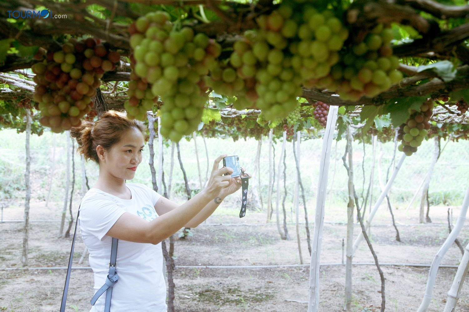 Tour Du lịch Ninh Thuận 2 Ngày Ghép Khách Lẻ Hàng Ngày - Ảnh 4