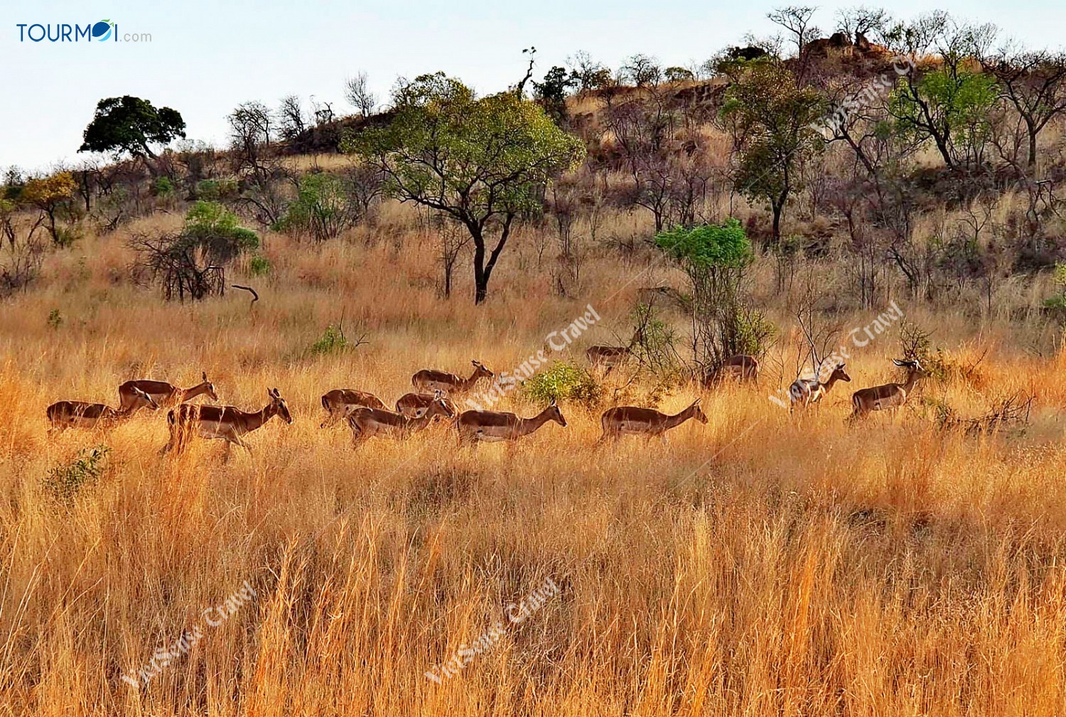 Tour Du lịch Nam Phi Mùa Phượng Tím Siêu Khuyến Mãi - Ảnh 2