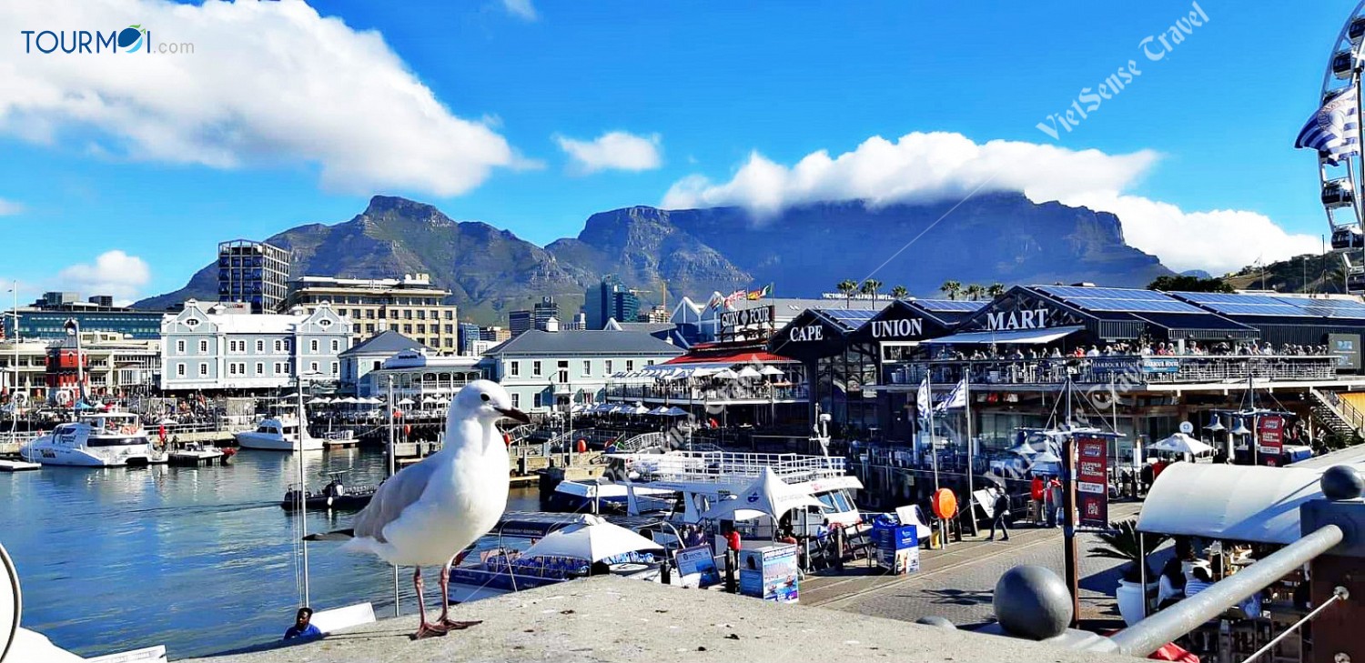 Tour Du lịch Nam Phi Mùa Phượng Tím Siêu Khuyến Mãi - Ảnh 3