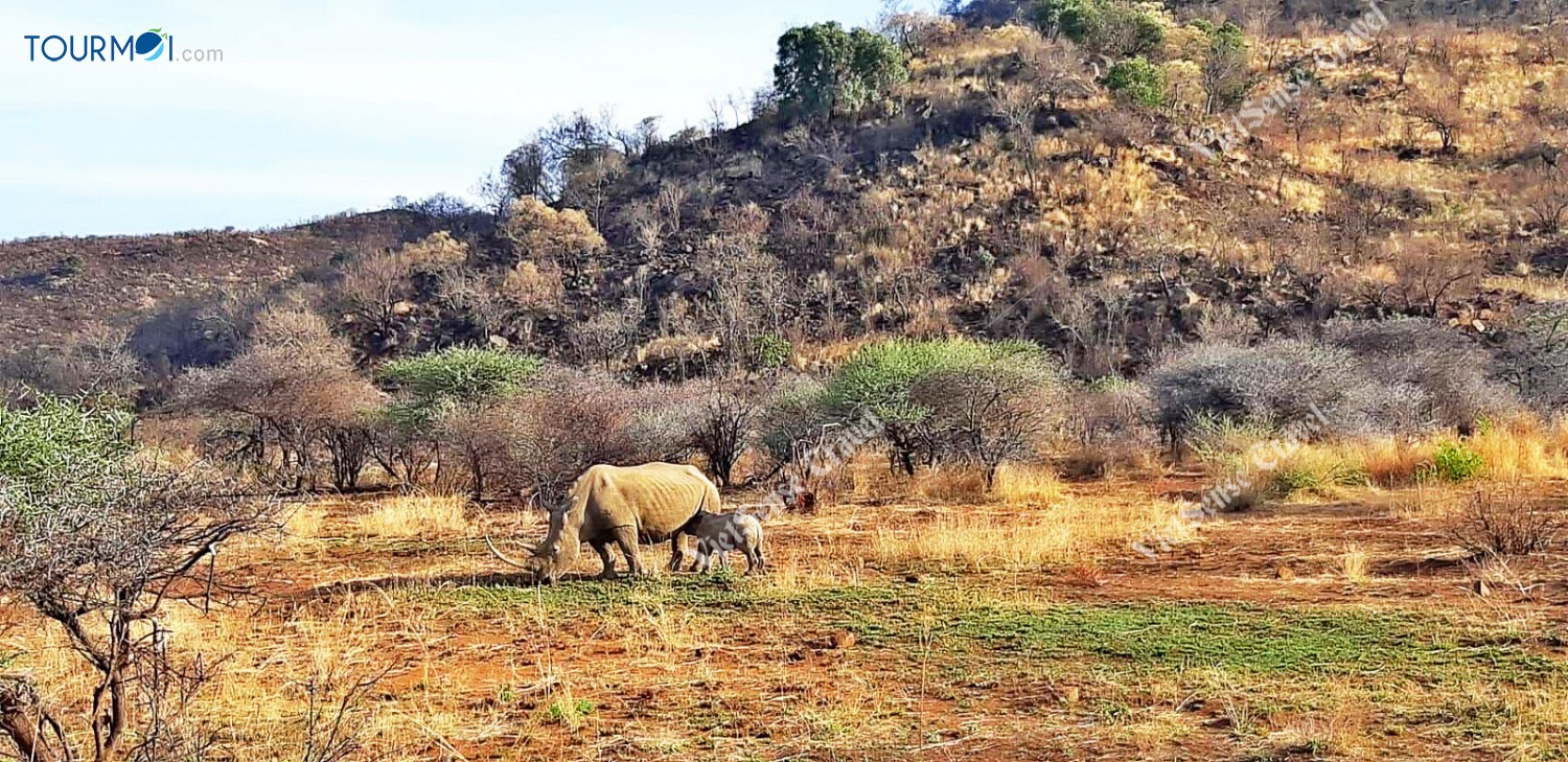 Tour Du lịch Nam Phi 9 Ngày Từ TP Hồ Chí Minh 2020 - Ảnh 7